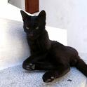 Mykonos Katzen (149)